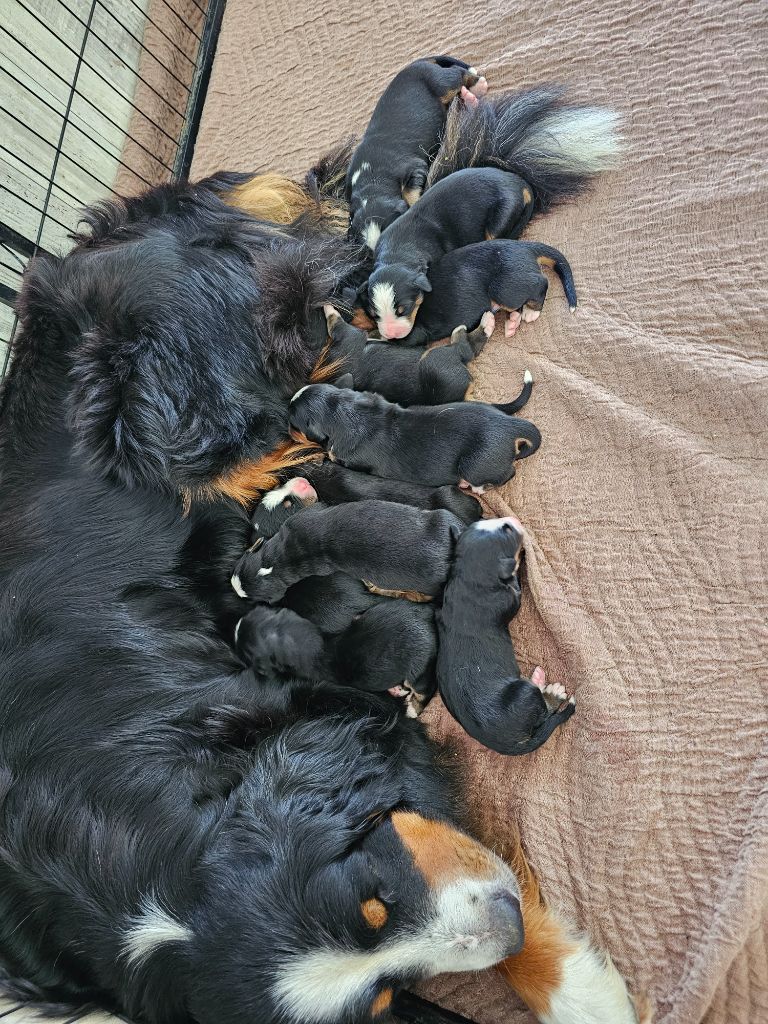 du Paradis du Domaine du Bouquet - Chiots disponibles - Bouvier Bernois
