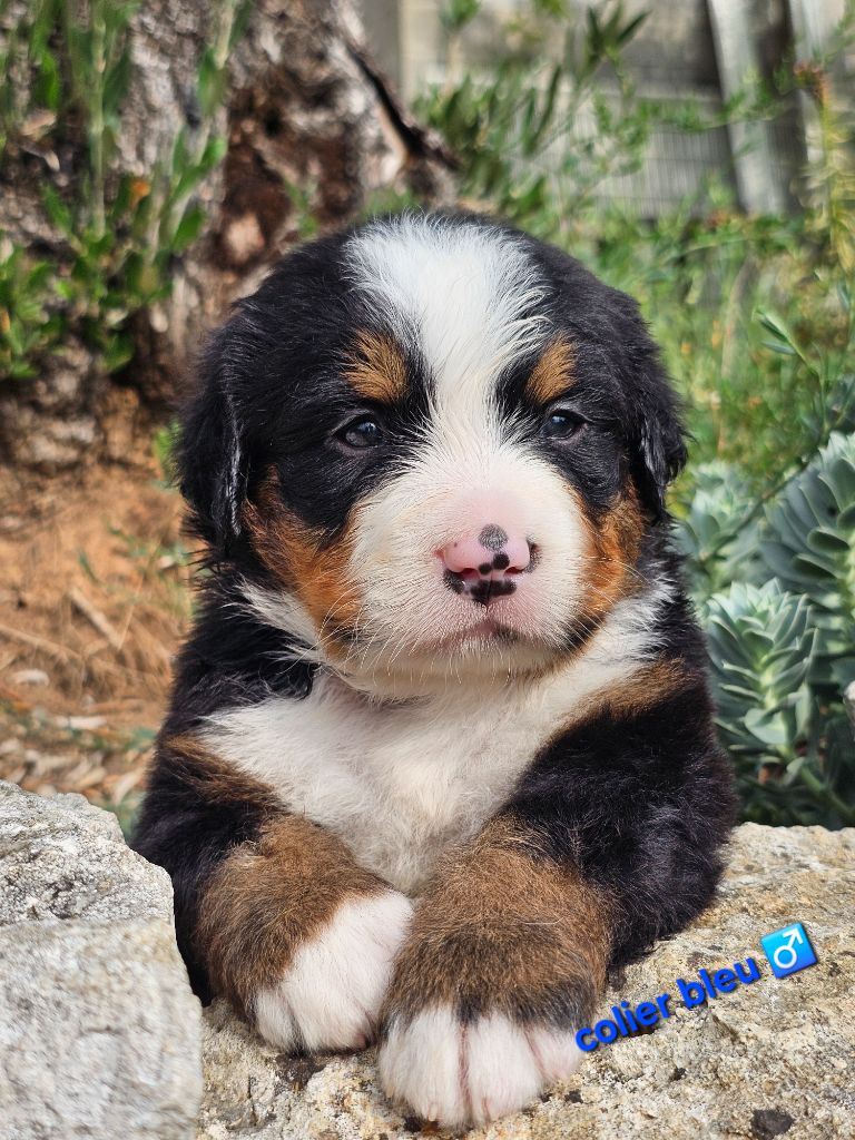 du Paradis du Domaine du Bouquet - Chiots disponibles - Bouvier Bernois