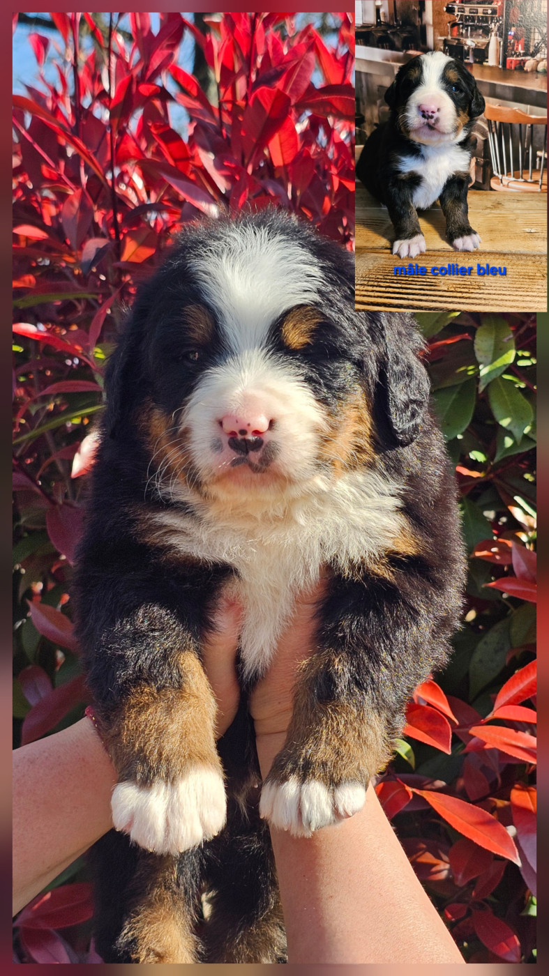 du Paradis du Domaine du Bouquet - Chiots disponibles - Bouvier Bernois