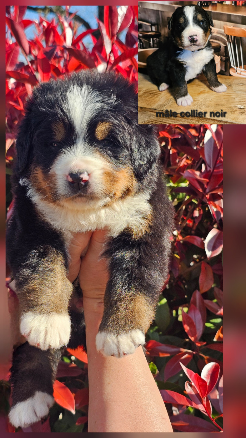 du Paradis du Domaine du Bouquet - Chiots disponibles - Bouvier Bernois