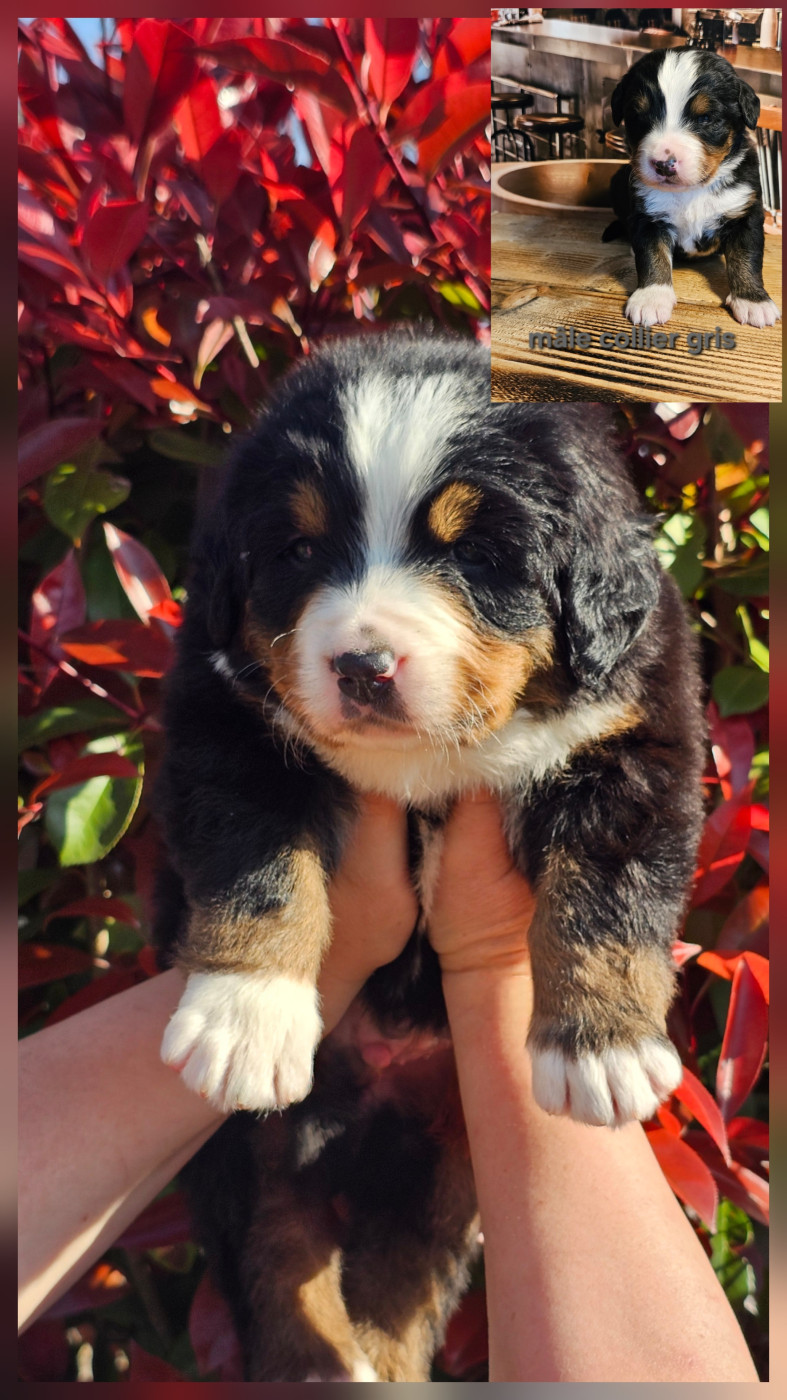 du Paradis du Domaine du Bouquet - Chiots disponibles - Bouvier Bernois