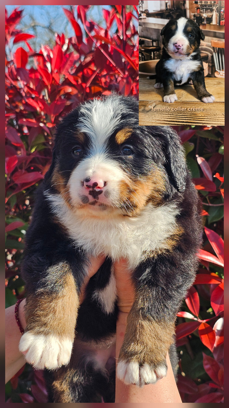 du Paradis du Domaine du Bouquet - Chiots disponibles - Bouvier Bernois