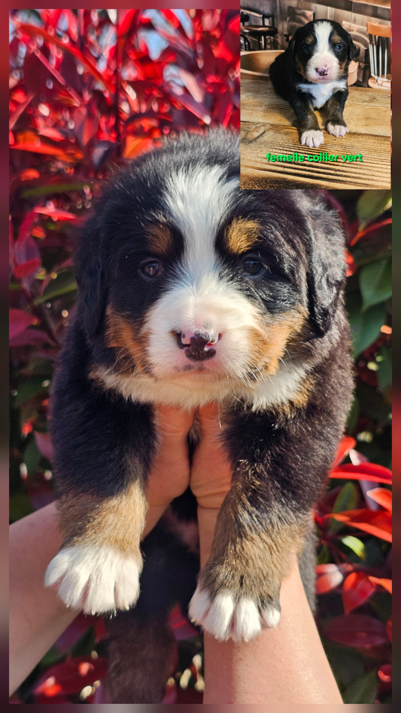 du Paradis du Domaine du Bouquet - Chiots disponibles - Bouvier Bernois