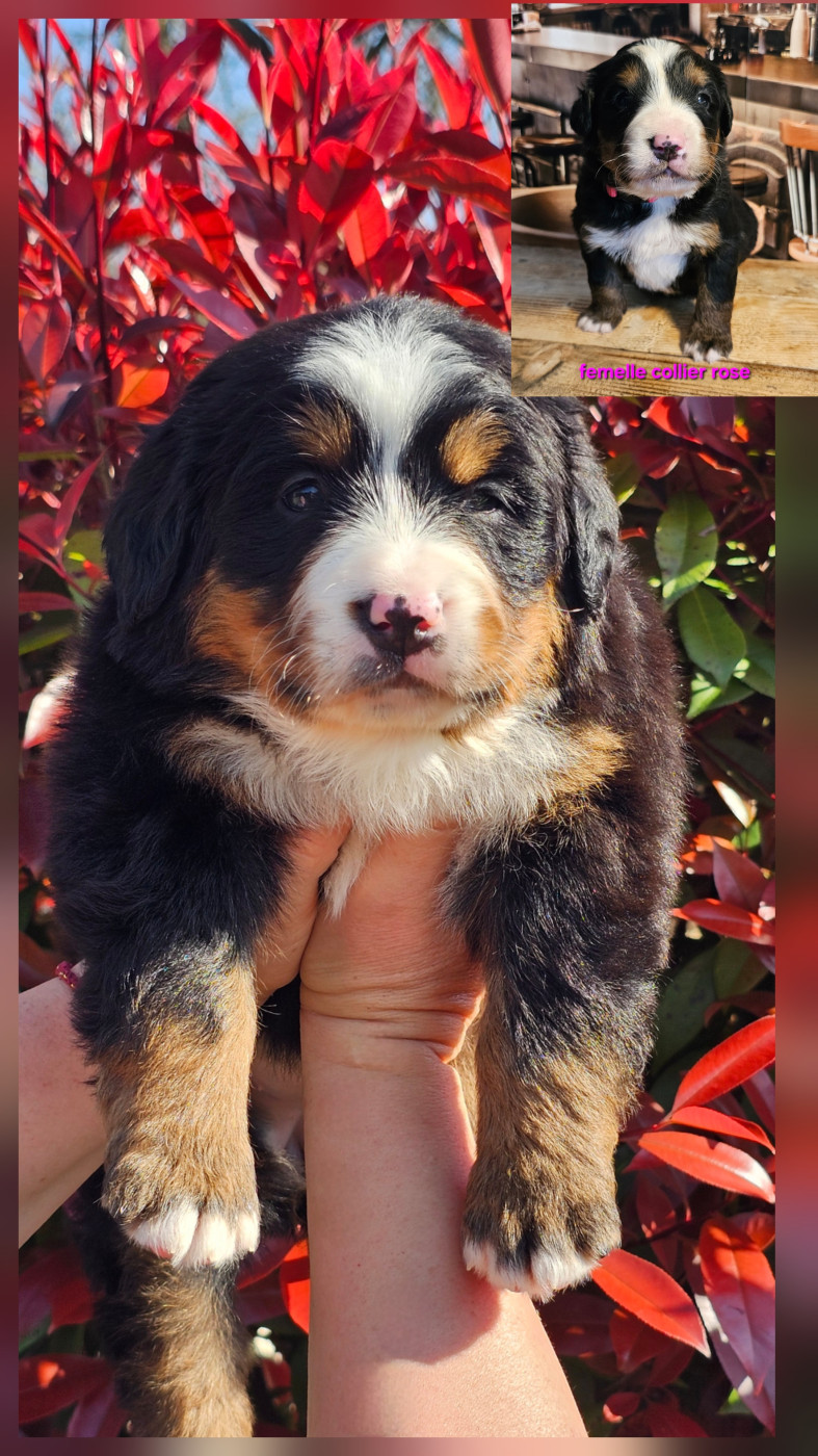du Paradis du Domaine du Bouquet - Chiots disponibles - Bouvier Bernois