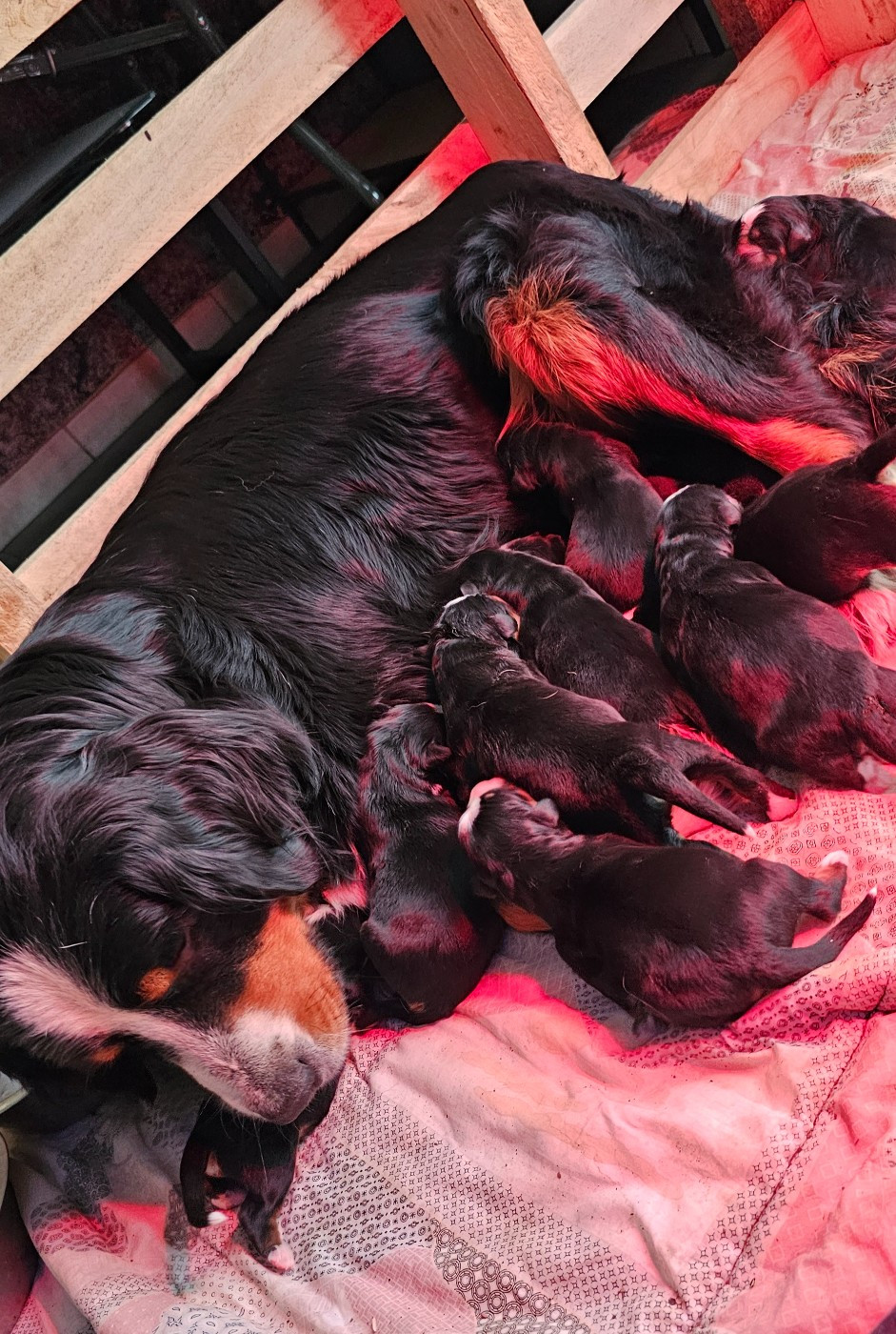 Chiot Bouvier Bernois du Paradis du Domaine du Bouquet