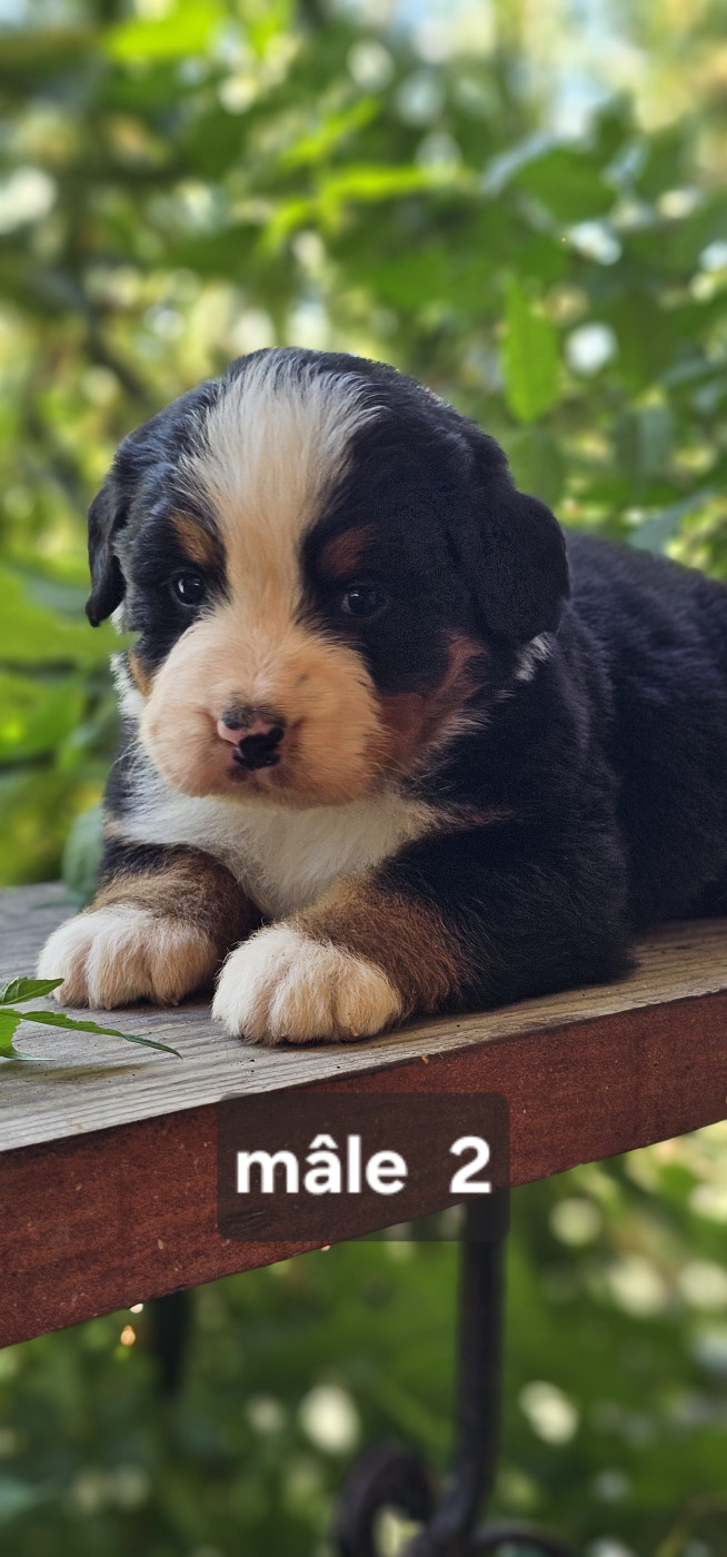du Paradis du Domaine du Bouquet - Chiots disponibles - Bouvier Bernois