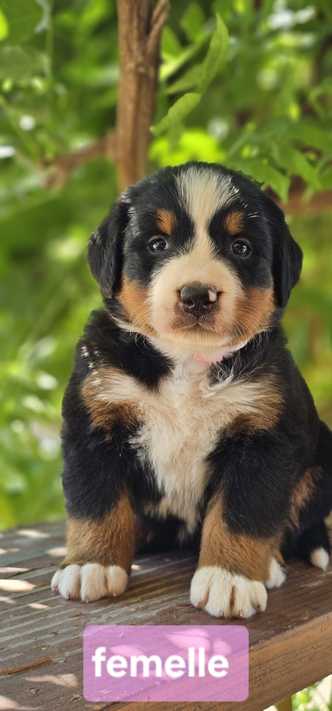 du Paradis du Domaine du Bouquet - Chiots disponibles - Bouvier Bernois