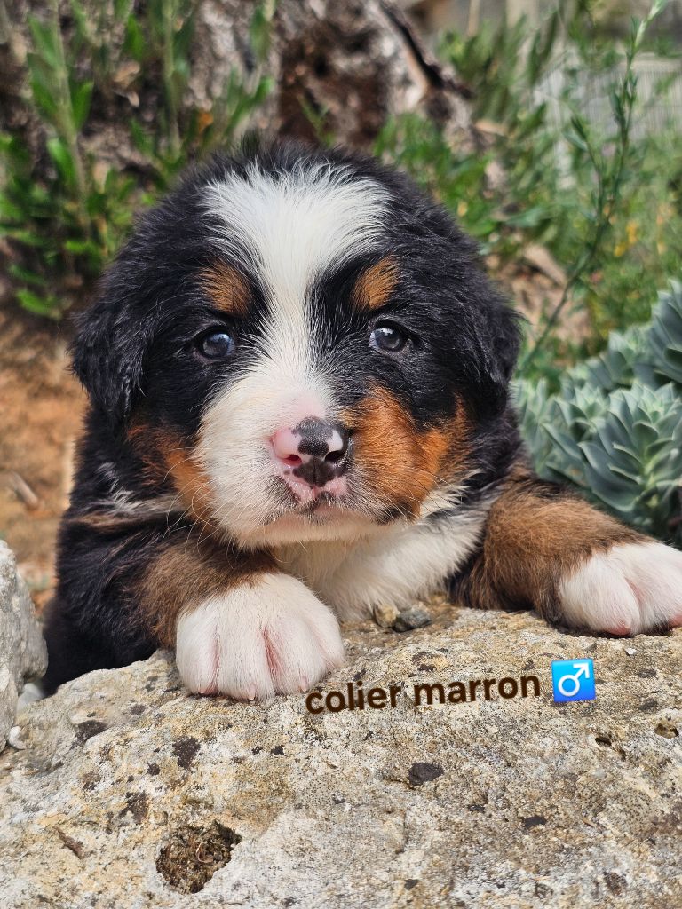 du Paradis du Domaine du Bouquet - Chiots disponibles - Bouvier Bernois