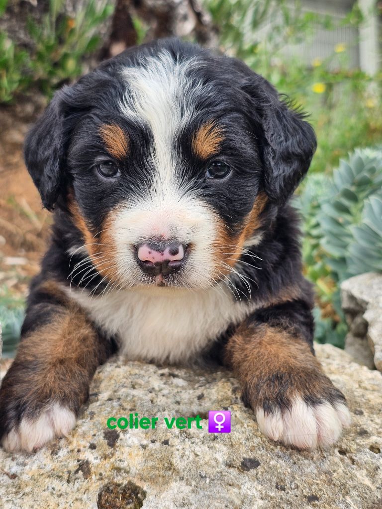 du Paradis du Domaine du Bouquet - Chiots disponibles - Bouvier Bernois