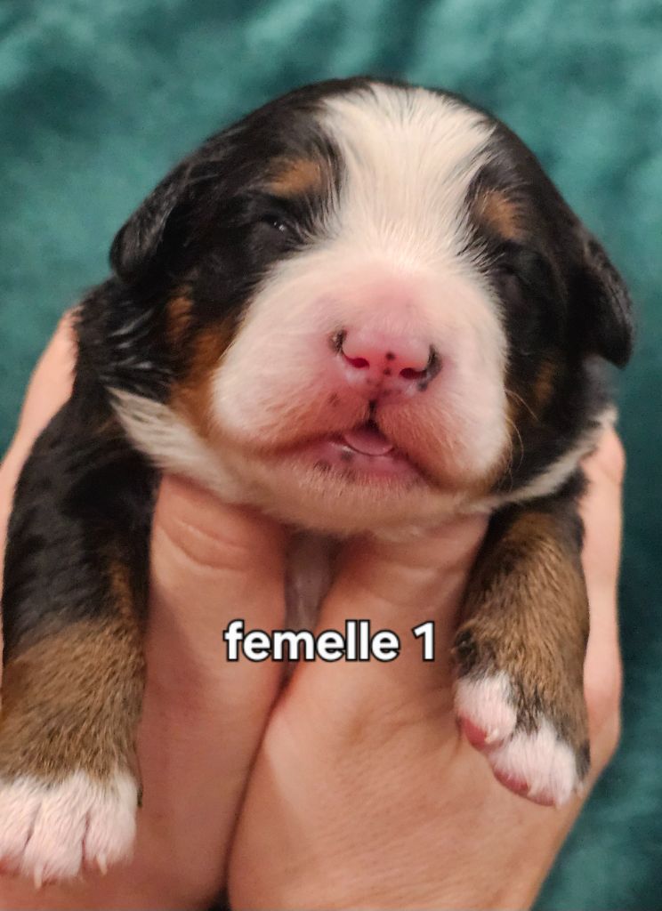 du Paradis du Domaine du Bouquet - Chiots disponibles - Bouvier Bernois