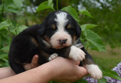 CHIOT