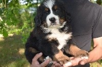 CHIOT
