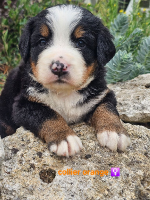 CHIOT 7