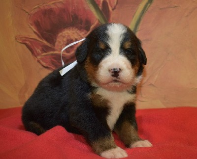CHIOT