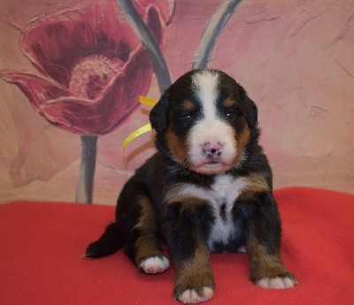 CHIOT