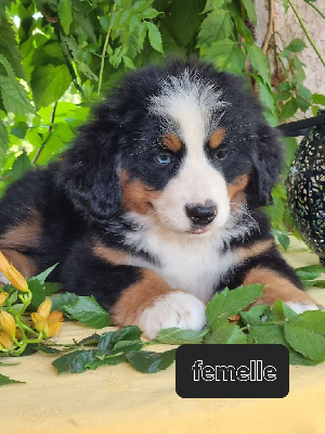 CHIOT 7