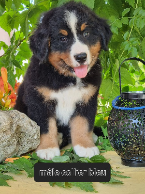 CHIOT 4