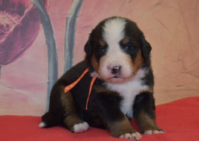 CHIOT