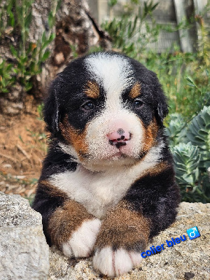 CHIOT 1