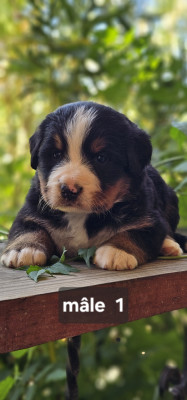 Chiot N°1