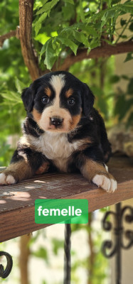 Chiot N°4