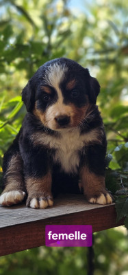 Chiot N°5