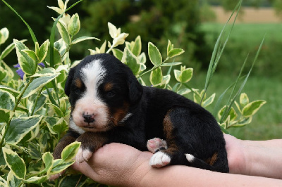CHIOT