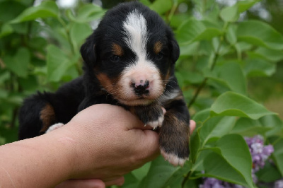 CHIOT