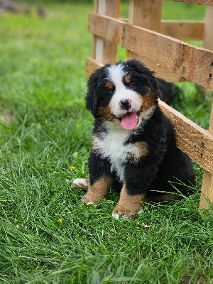 CHIOT 1