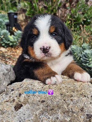 CHIOT 10