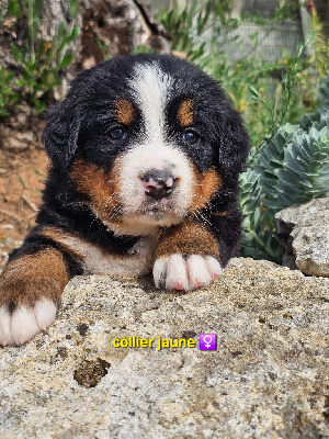 CHIOT 8