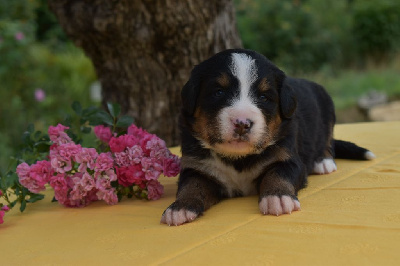 CHIOT 6