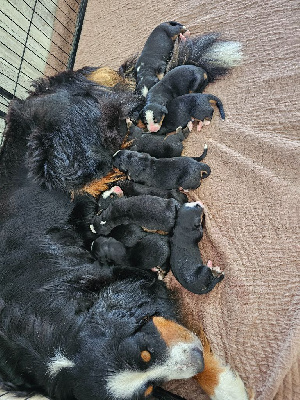 CHIOT 2