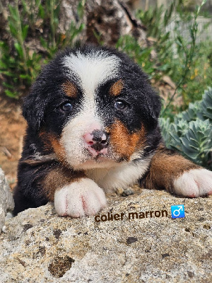 CHIOT 3