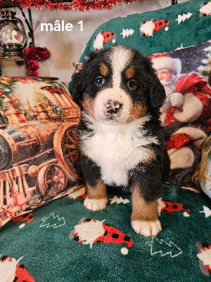 CHIOT 2