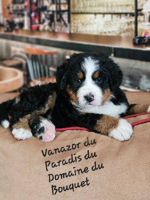 CHIOT 6