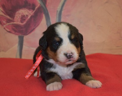 CHIOT