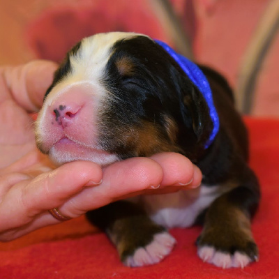 CHIOT