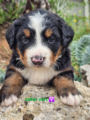 CHIOT 6