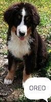 Oreo
