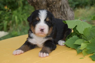 CHIOT 1