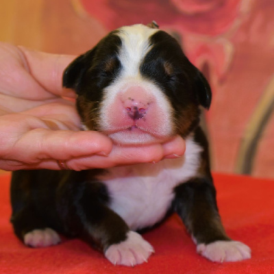 CHIOT