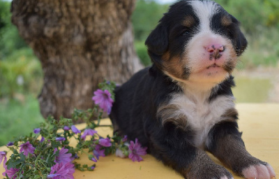 CHIOT 8