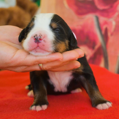CHIOT