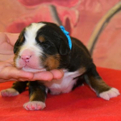 CHIOT