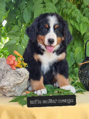 CHIOT 6