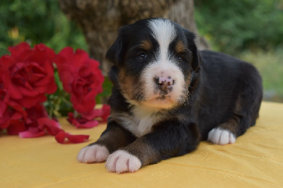 CHIOT 3