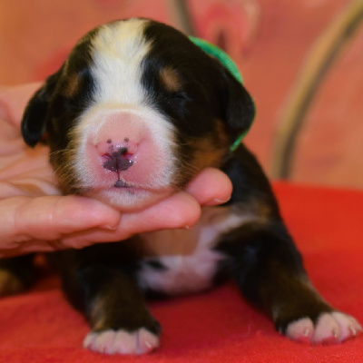 CHIOT