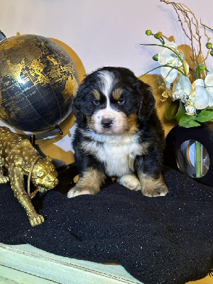 CHIOT 3
