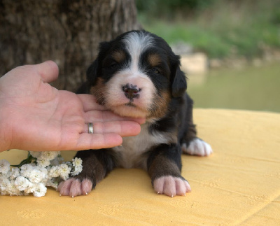 CHIOT 7